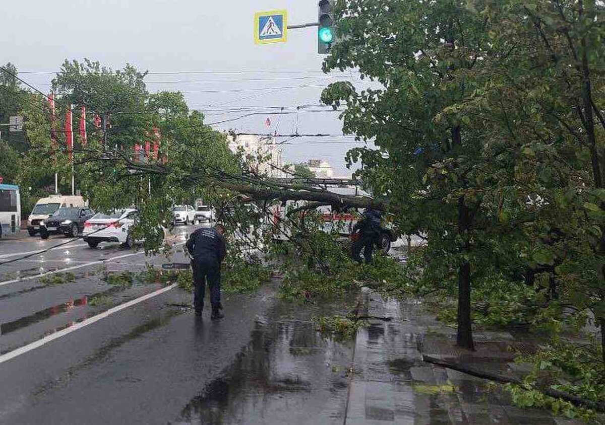 Зафиксировано падение больше 30 деревьев или крупных ветвей в Воронеже |  Горком36 | Воронеж | Дзен