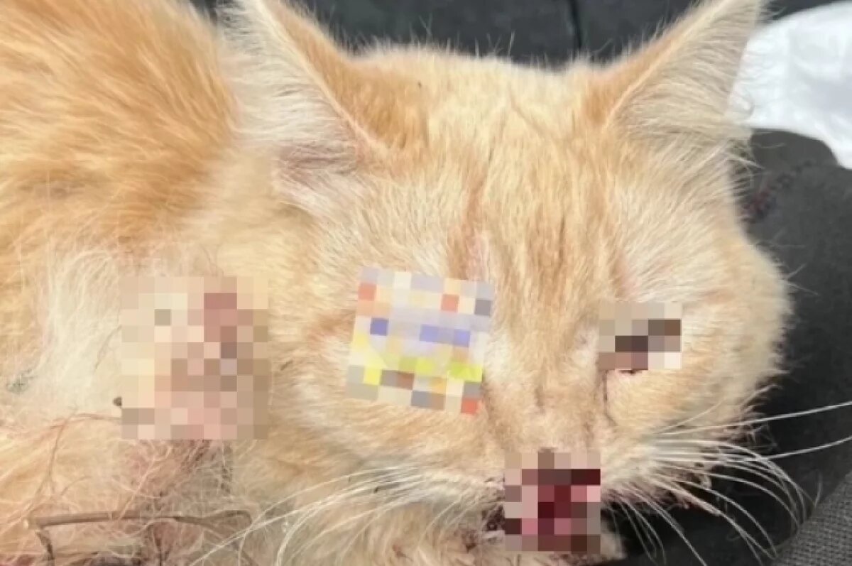    Тверские волонтёры спасают кота с тяжёлыми травмами, которого сбило авто