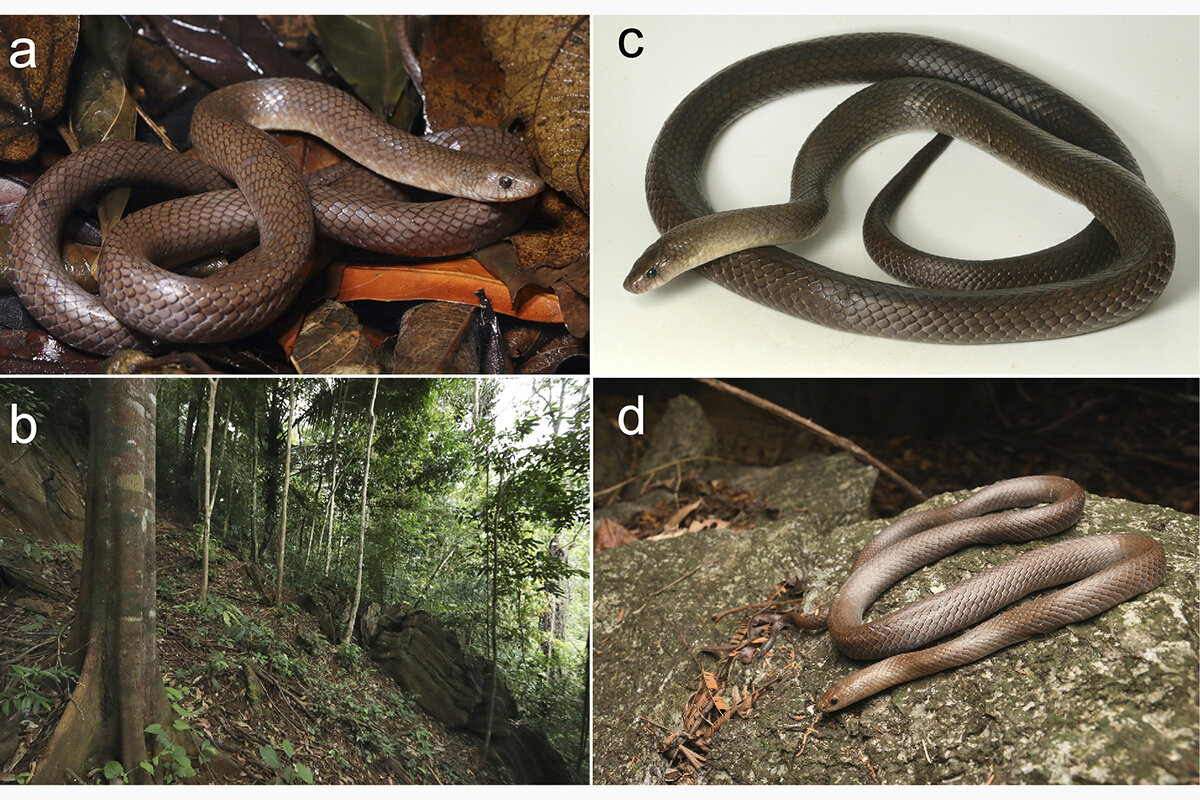 University of Phayao / Zoological Museum of Moscow University,📷Oligodon speleoserpens