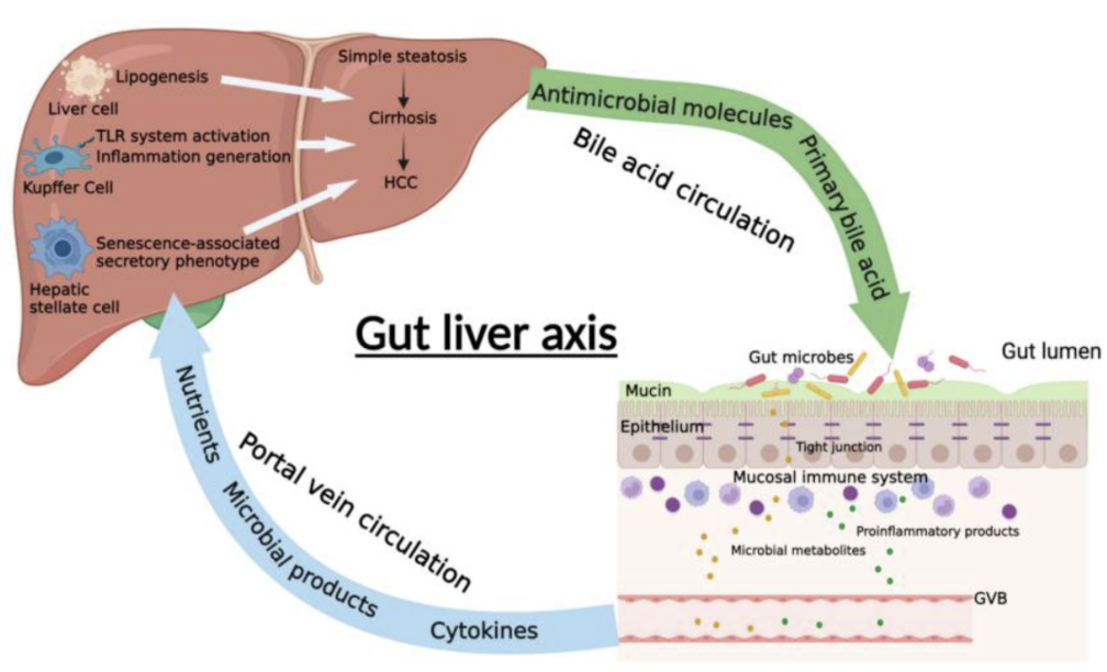 Рис. 1. Схематическое изображение оси кишечник-печень. Связью между кишечником и печенью при НАЖБП является кишечный барьер, который состоит из слоя слизи, кишечного эпителия, иммунной системы слизистой оболочки и сосудистого барьера кишечника. Микробиота кишечника и ее метаболиты, а также некоторые провоспалительные продукты могут проходить через кишечный барьер и попадать в печень через портальную систему. В печени они могут способствовать или ингибировать прогрессирование НАЖБП посредством различных механизмов. Между тем, печень также может регулировать функцию кишечника и баланс кишечной микробиоты посредством циркуляции желчных кислот, которая является важной энтерогепатической циркуляцией в регуляции НАЖБП.