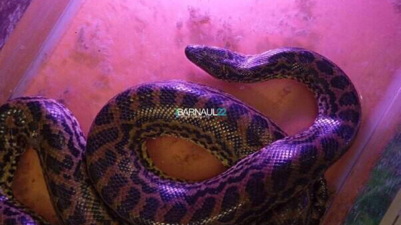     Питон. Barnaul 22