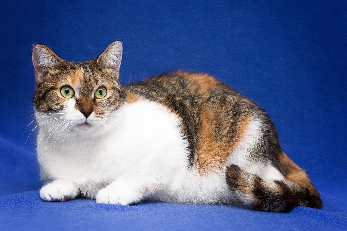 Она смотрела на этот мир и сама не верила, что однажды станет домашней