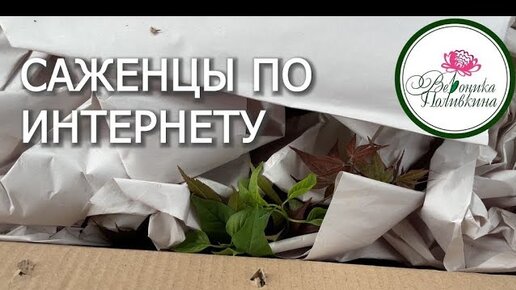 Стоит ли заказывать саженцы по интернету