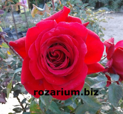 Парковая роза.