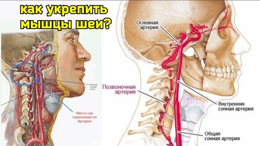 Жизнь шеи и мозга зависит от верхних косых мышц. Почему нужна не 