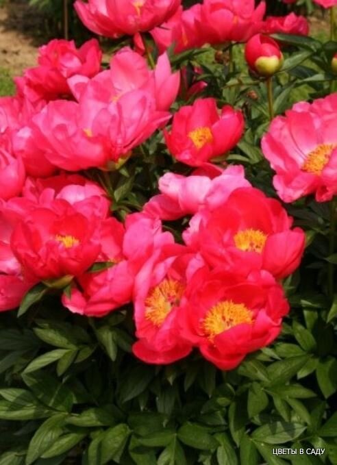 На фотографиях в интернете часто выглядит розовым