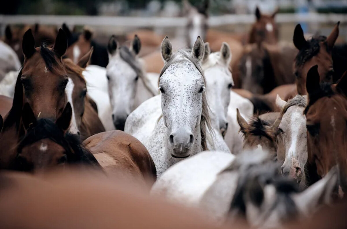  Жестокость, творящаяся в Ставропольском крае, ужаснула многих: конников и людей, далеких от конного мира.
