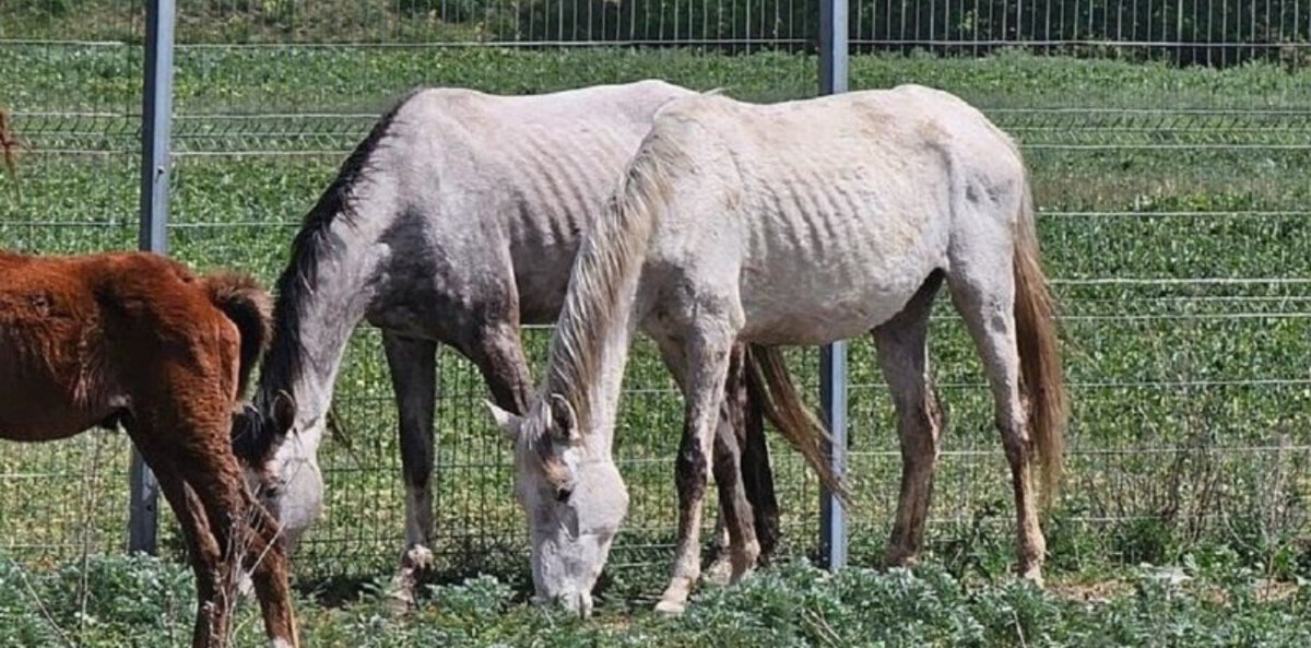 Лошади в Ставрополе 