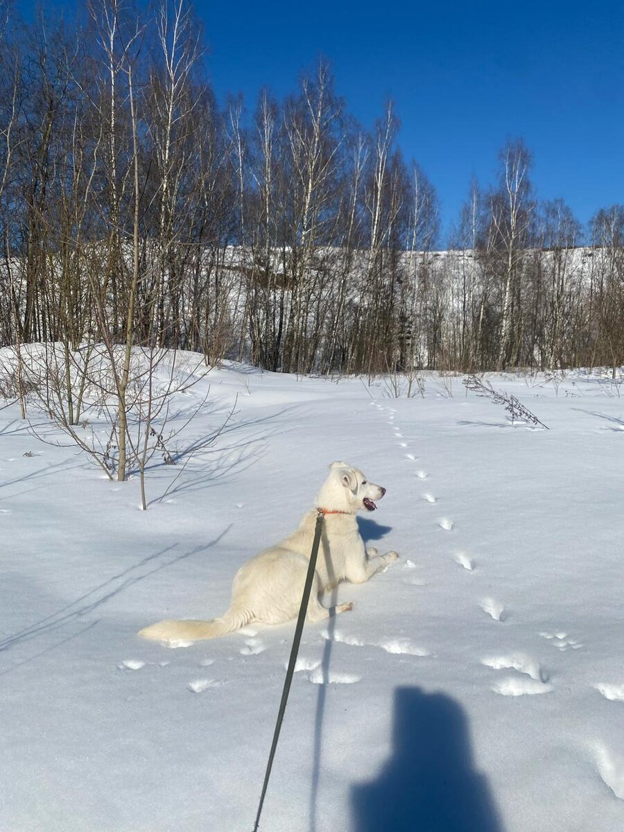 Зимний пейзаж со Снежкой очень красив. Снежная собака, Снежка.