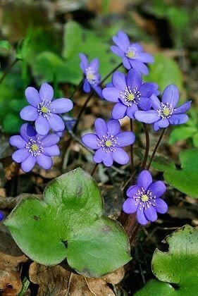 Печеночница благородная (Hepatica nobilis)