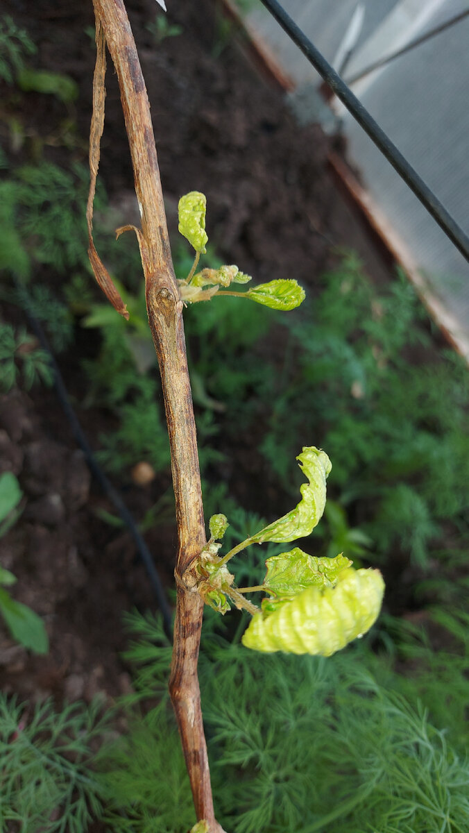 Почки Купидона, спасибо что хоть как перезимовали, будем выхаживать.