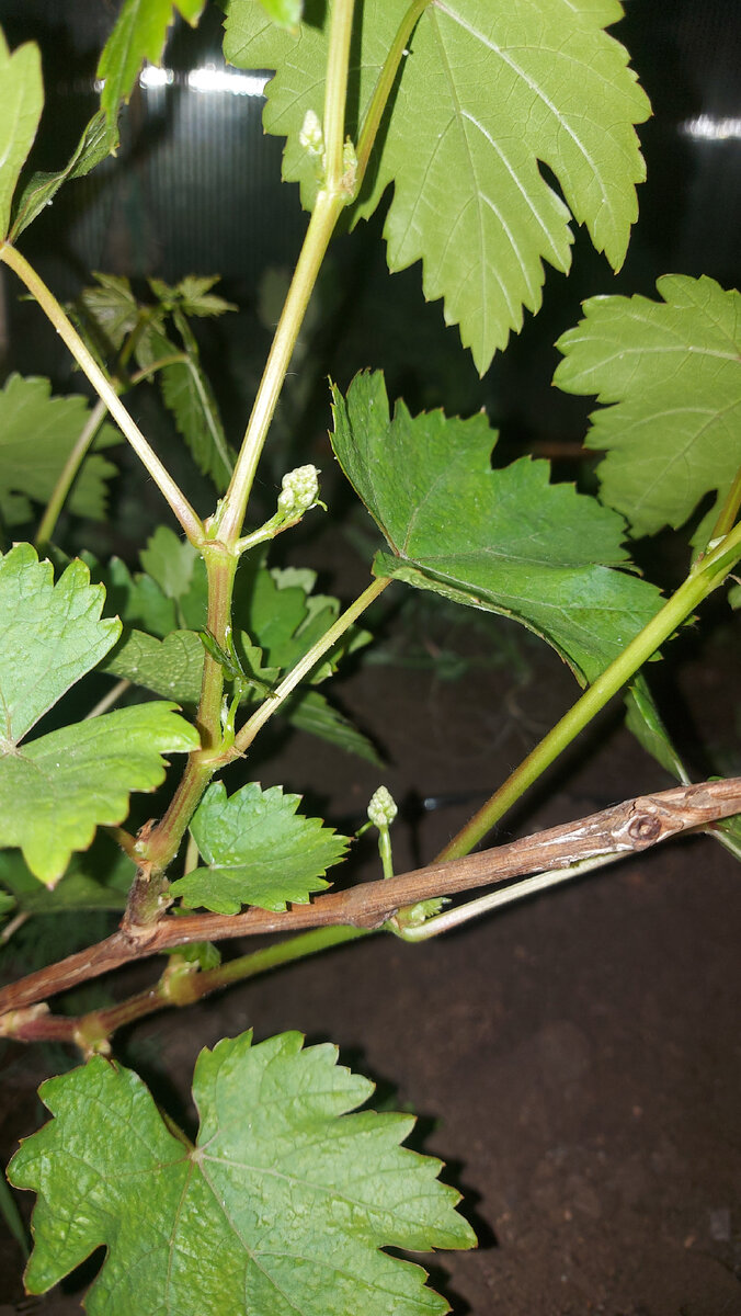 Зародыши гроздей Сильвера, пока ничего не понятно, но будем верить.