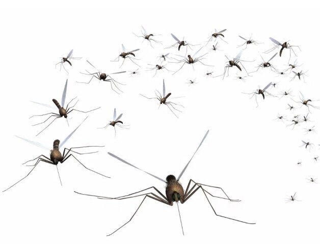 Просто мошки