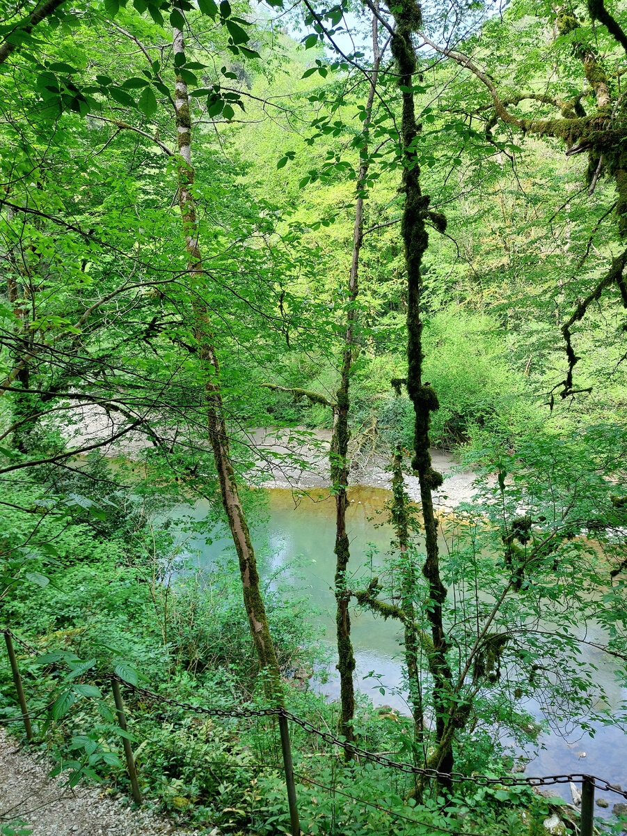 Фото автора Тисо-самшитовая роща