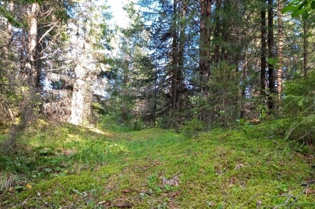    Останки пермячки обнаружили в лесополосе. Фото:  АиФ/ Евгения Гаёва