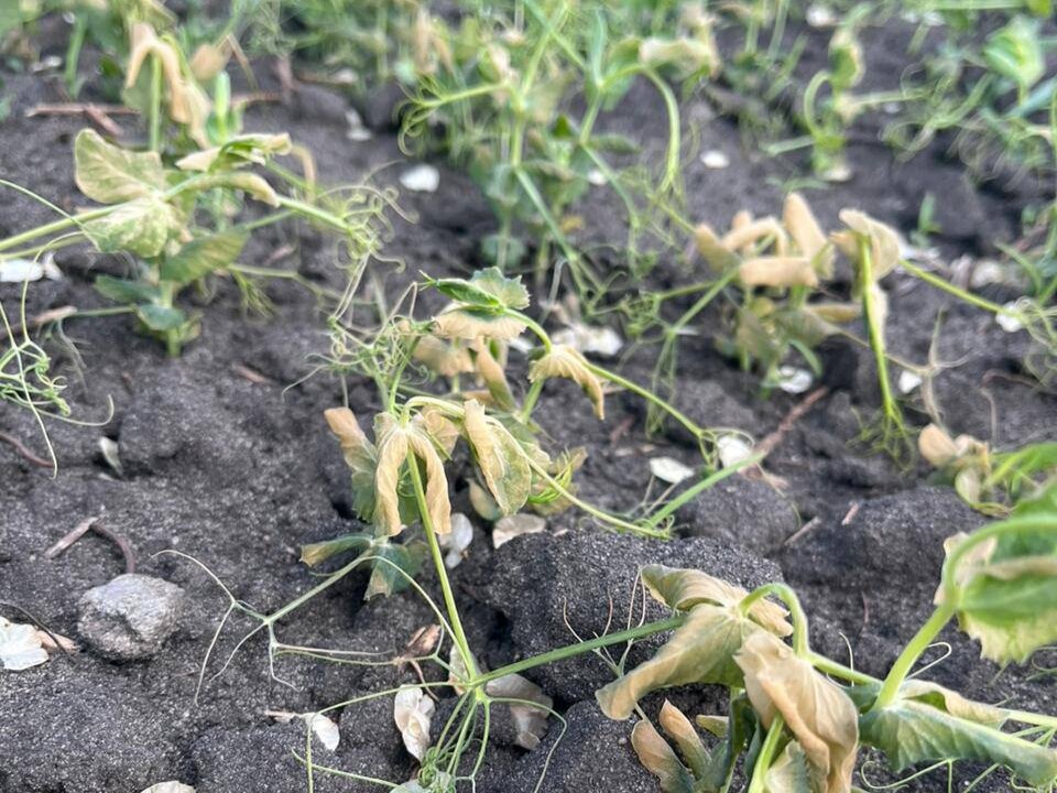 Фото из Телеграм-канала Игоря Рожнова