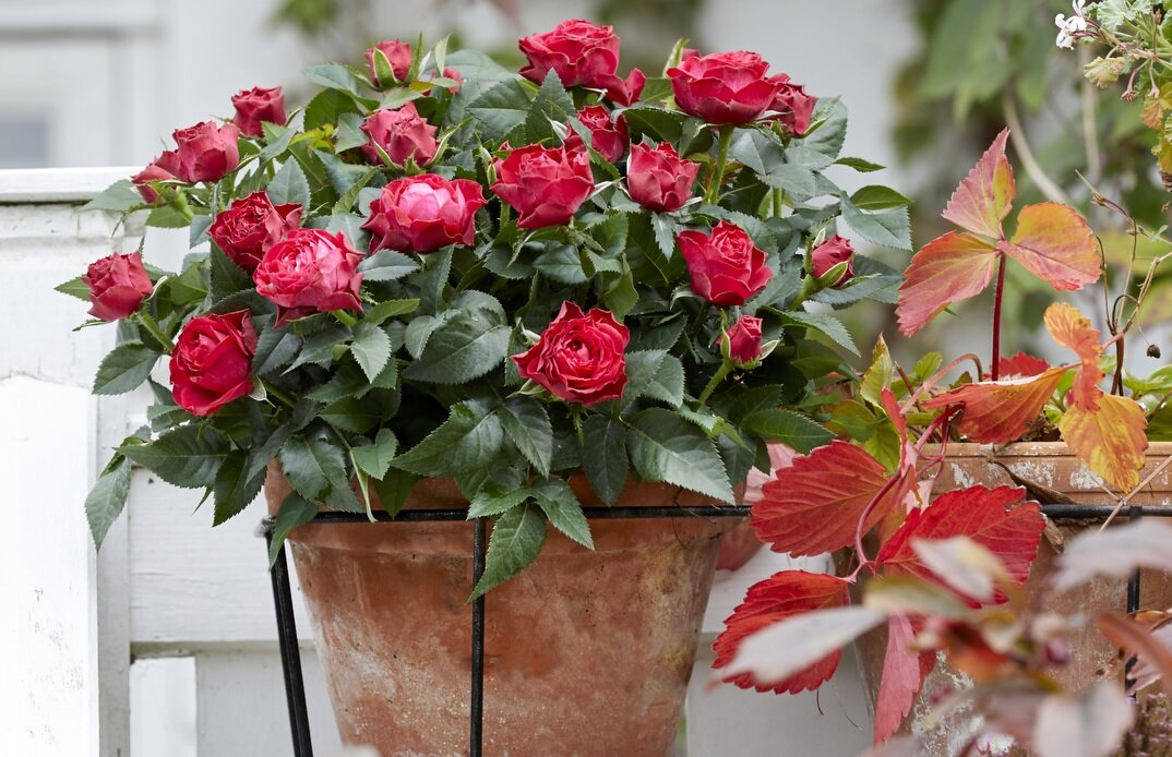 Комнатная роза