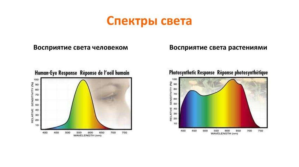 Скорость спектров света. Спектр света. Спектра света для растений. Спектр солнечного света. Световой спектр для растений таблица.