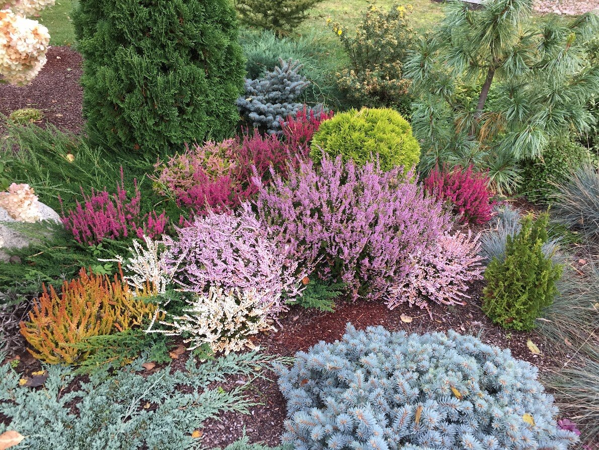 2023 осень верески