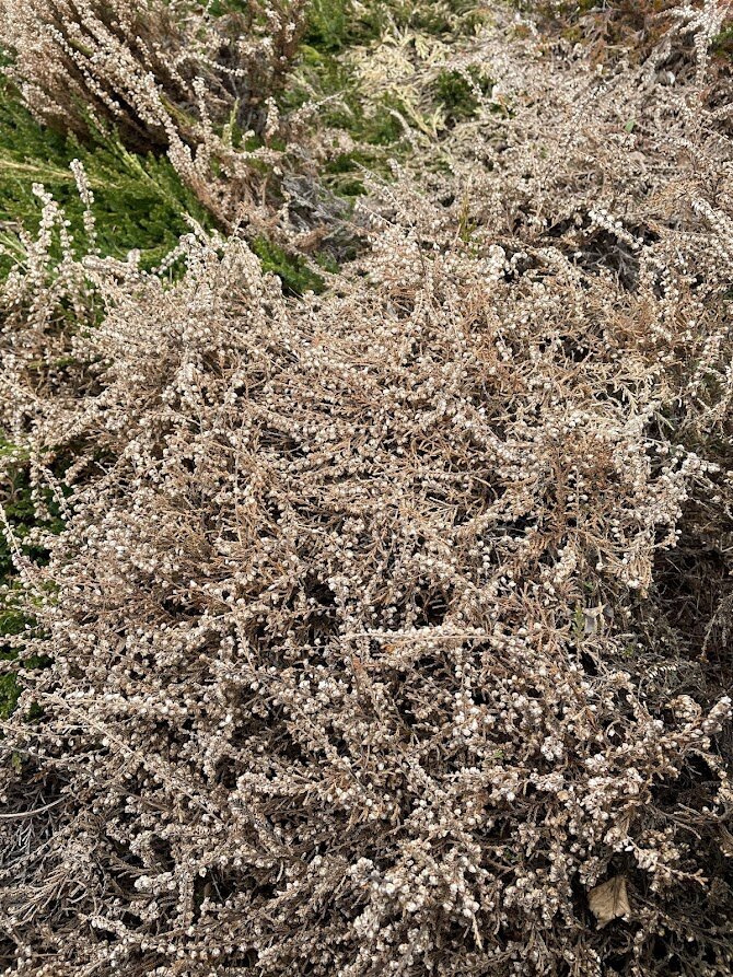 2024 весна верески