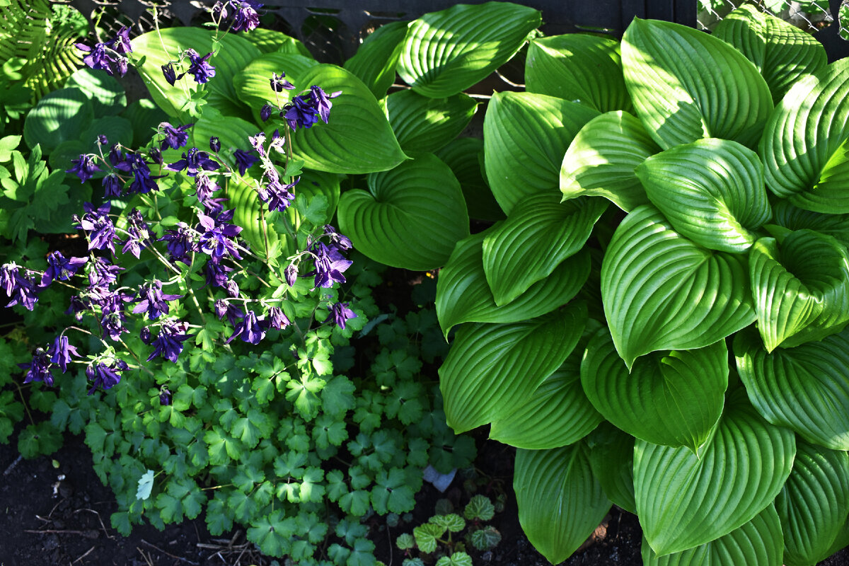 Хоста и аквилегия.