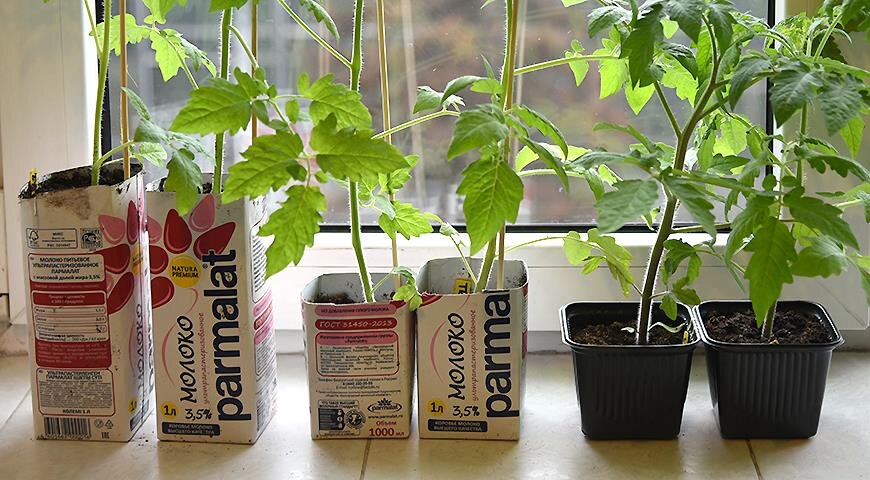 Переросшие томаты можно легко перенести в большую емкость. Это сделать легче, если вы выращиваете томаты в таких вот расходных "горшках", которые не жалко выкинуть. При пересадке (без пикировке, пересадка путем простого переноса растений из меьшей емкости в большую) томаты надо заглубить, для этого нижние листья удаляют, иначе они будут гнить в грунте. За пару недель томаты нарастят на стебле дополнительные корешки.