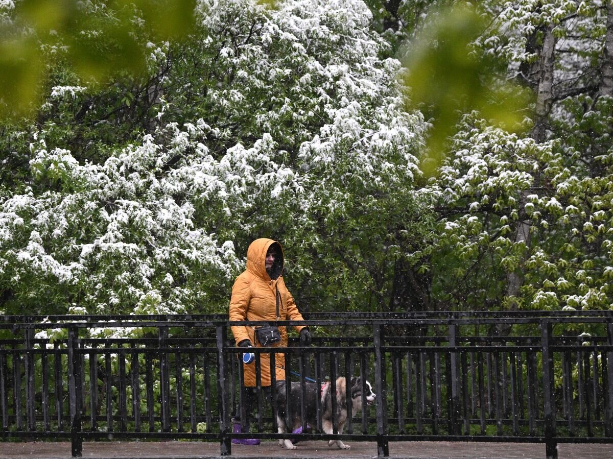    Снег в Москве. 7 мая 2024© РИА Новости / Кирилл Зыков