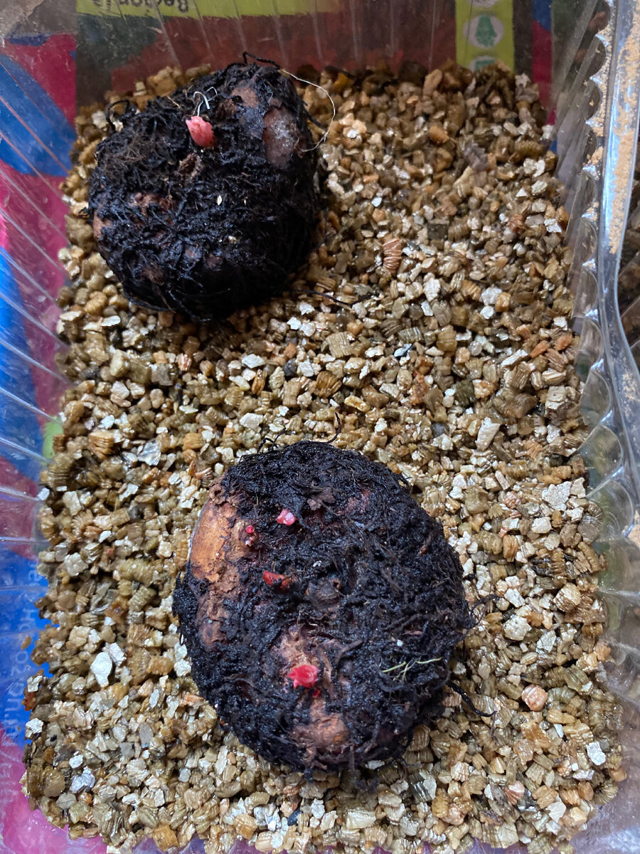 Клубни у меня очень быстро проросли в вермикулите. Везде фото автор.