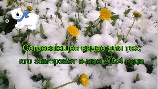 Согревающее видео для тех, кто замерзает в мае 2024 года