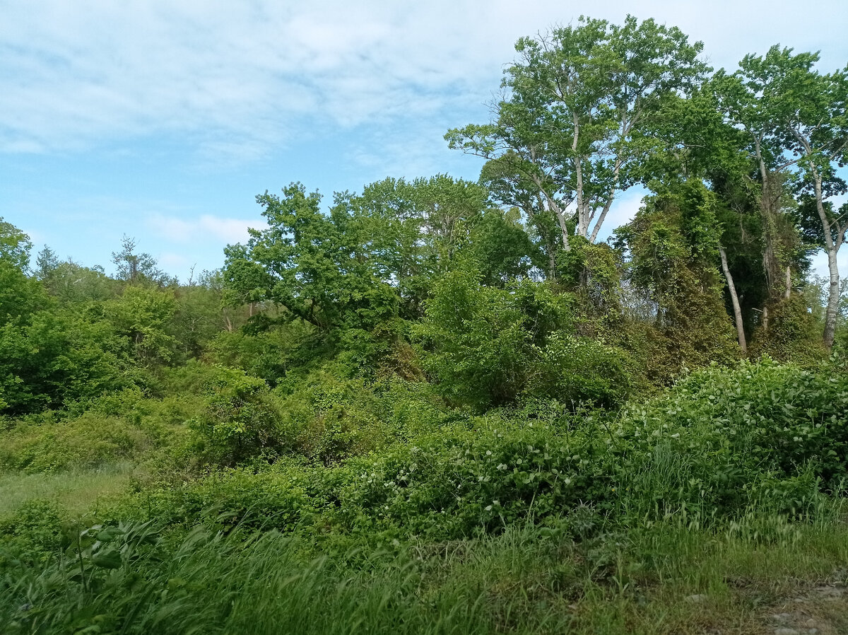 Самурский лес