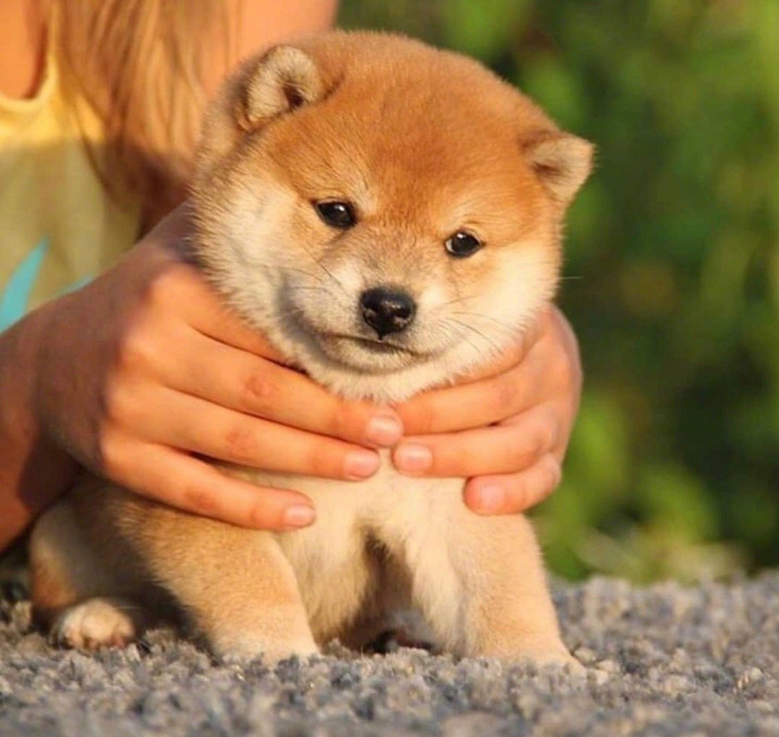 золотистый песик напоминает одуванчик 