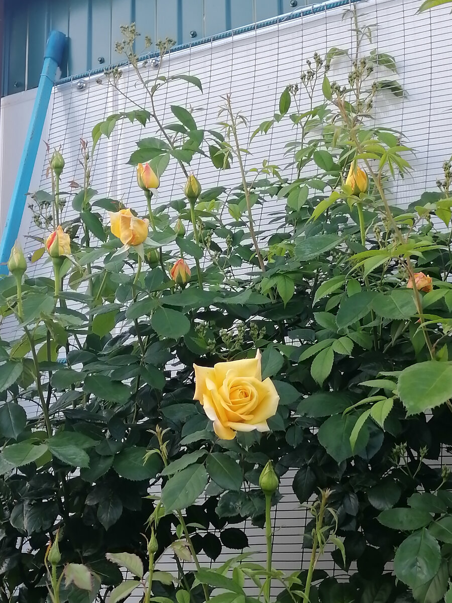 Плетущая роза, почти три метра высотой. Запах у неё обалденный. Жаль, что не могу его передать на этой фотографии. 
