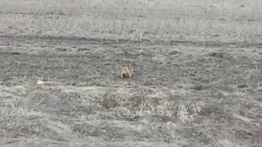 Вместо карасей поймали сурка и журавля!Такая вот замечательная рыбалка получилась!