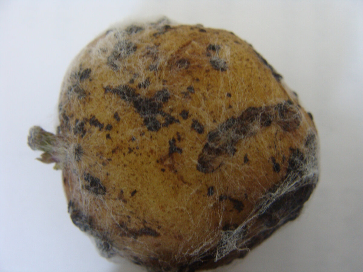 Гифы ризоктонии на протравленном клубне картофеля.

