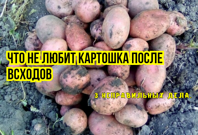 Вот что не любит картофель после всходов: 3 привычных дела, а клубней мало, они мелкие - картошка "горошит". И снижается содержание крахмала