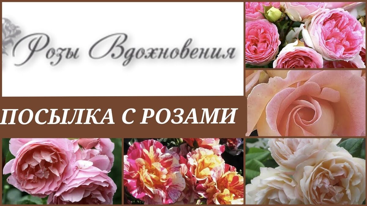 Розы Вдохновения