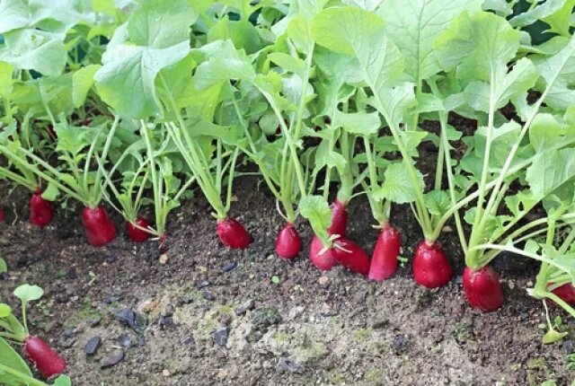    Сколько всходит редиска в теплице?