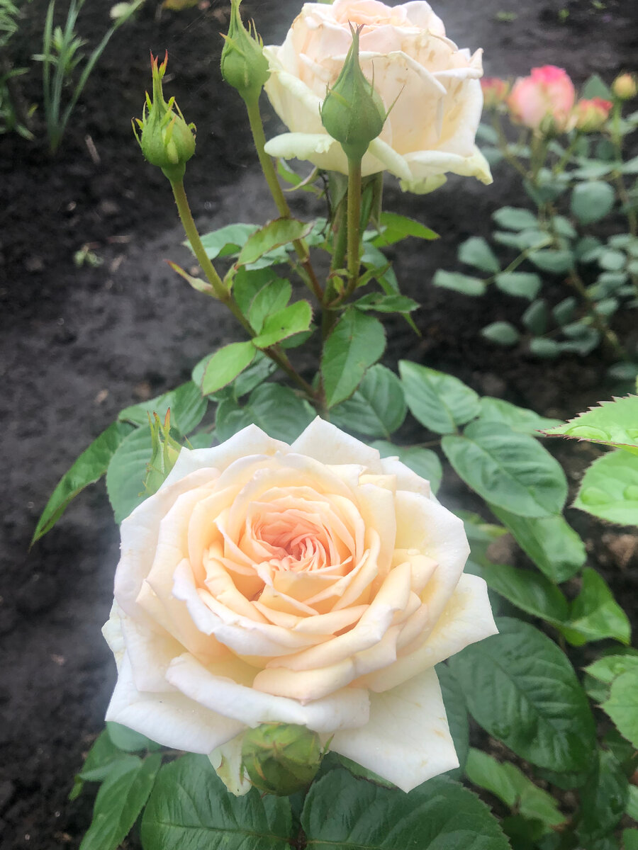 роза Мадам Анизетт, фото автора.