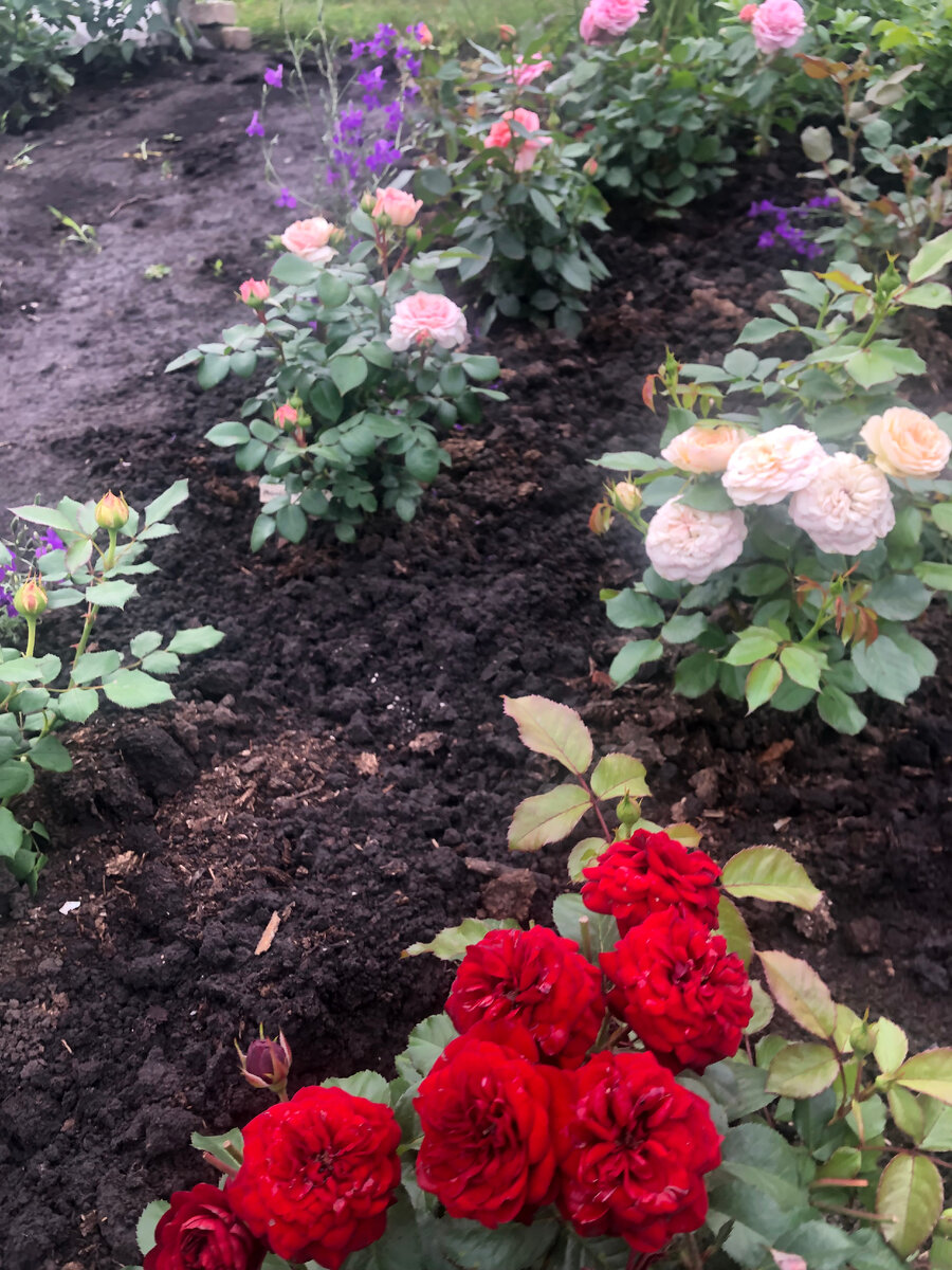 на переднем плане роза Лаваглут., все фото автора.