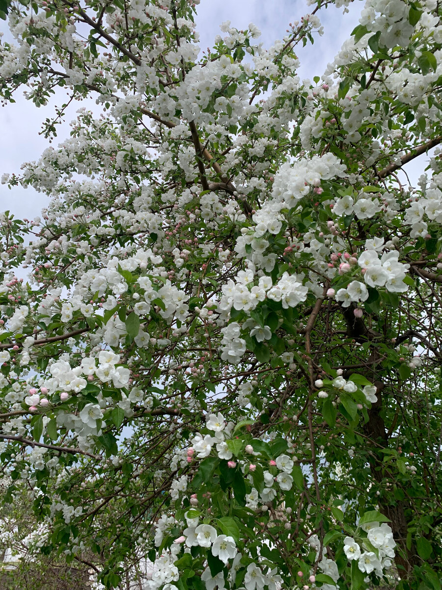 Уральское наливное, листайте галерею. Все фото автора.