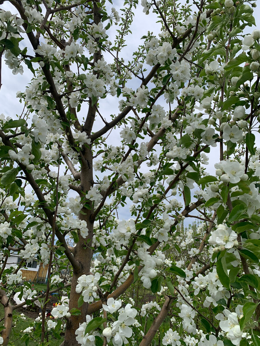 ранетка Юнга.