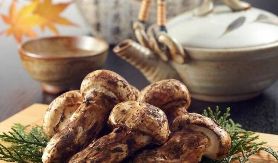 Грибы мацутакэ – самые дорогие грибы в мире, которые растут и в России