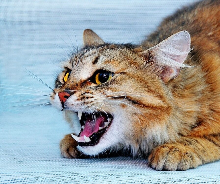 -Как это ничем не обидела?!