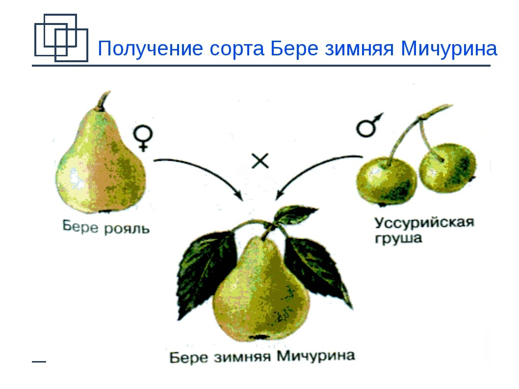 Селекция - простая картинка. 