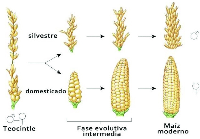 Сложная картинка, правда не с селекцией, а с её результатом: развитием культурной кукурузы, точный предковый вид которой, кстати, пока до конца не установлен - на его роль претендуют сразу несколько дикорастущих видов! 