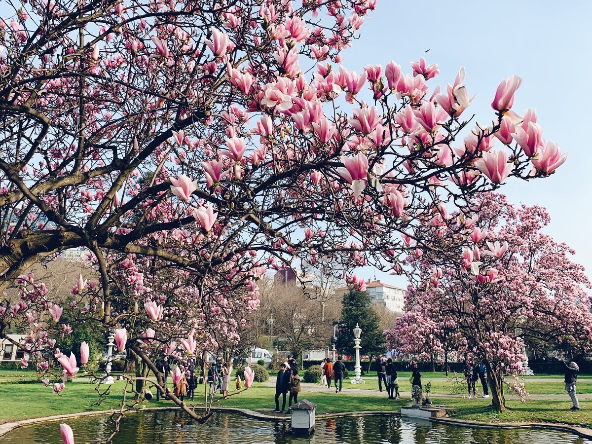 С конца марта до середины апреля в Пекине цветут магнолии.