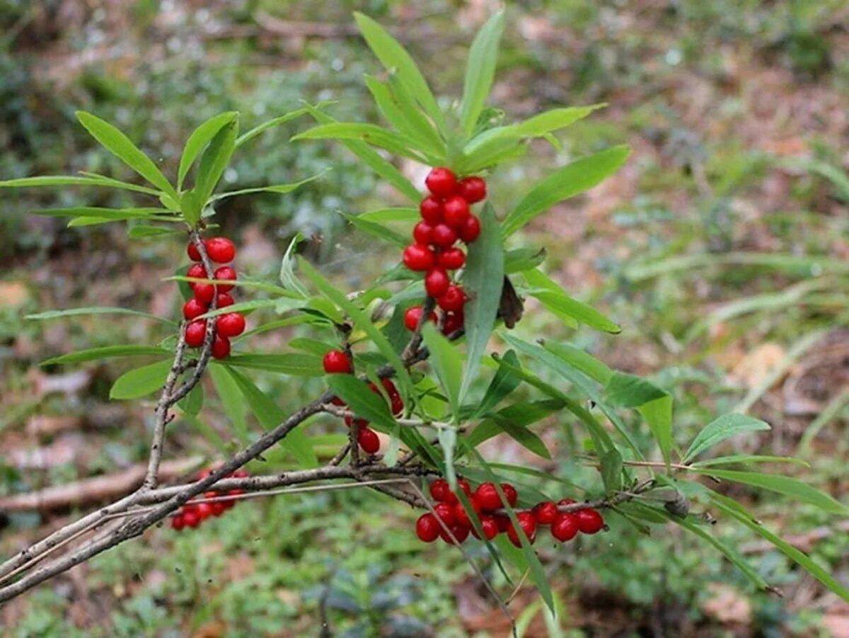 Ягоды размером с мелкую вишню, яркие, аппетитные и очень ядовитые! 