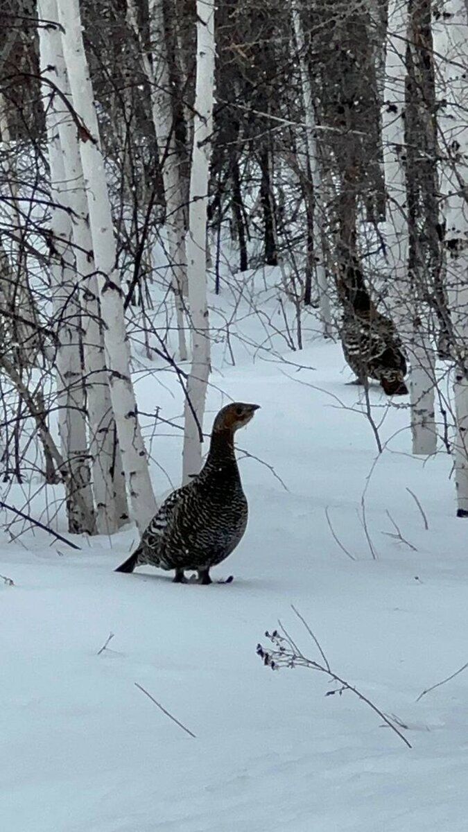 Фото: Вадим Николин ЯСИА  📷
