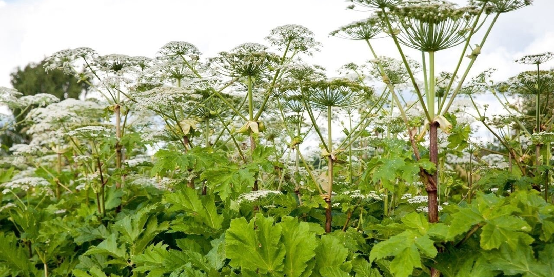 Борщевик: Враг или друг?