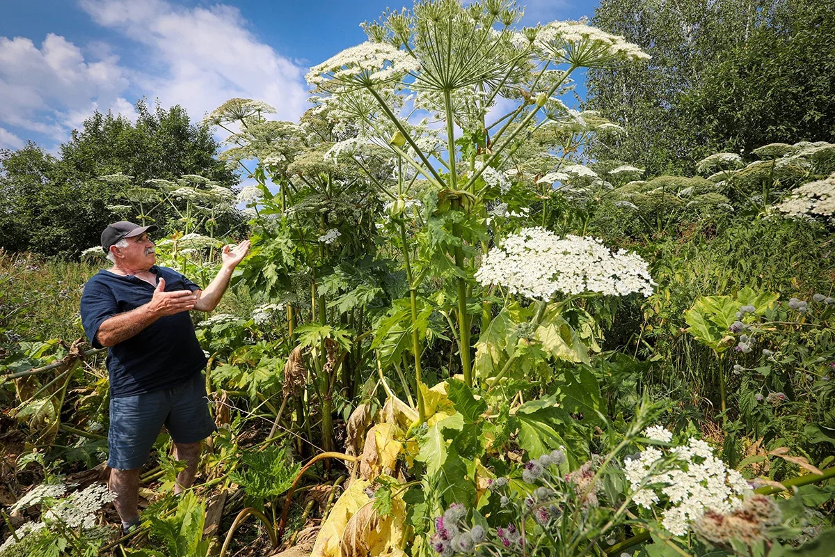 А теперь за такой "цветочек" может влететь от государства 